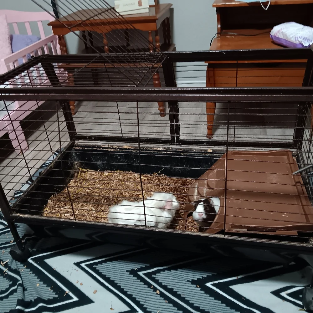 Gueina pigs